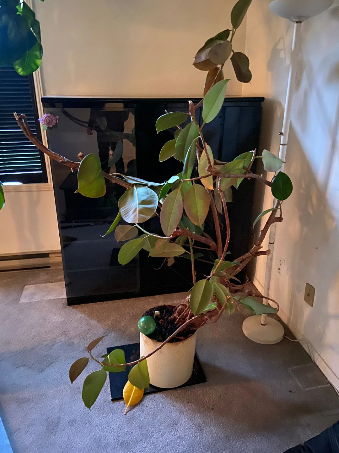 Rubber Tree Plant in Pot