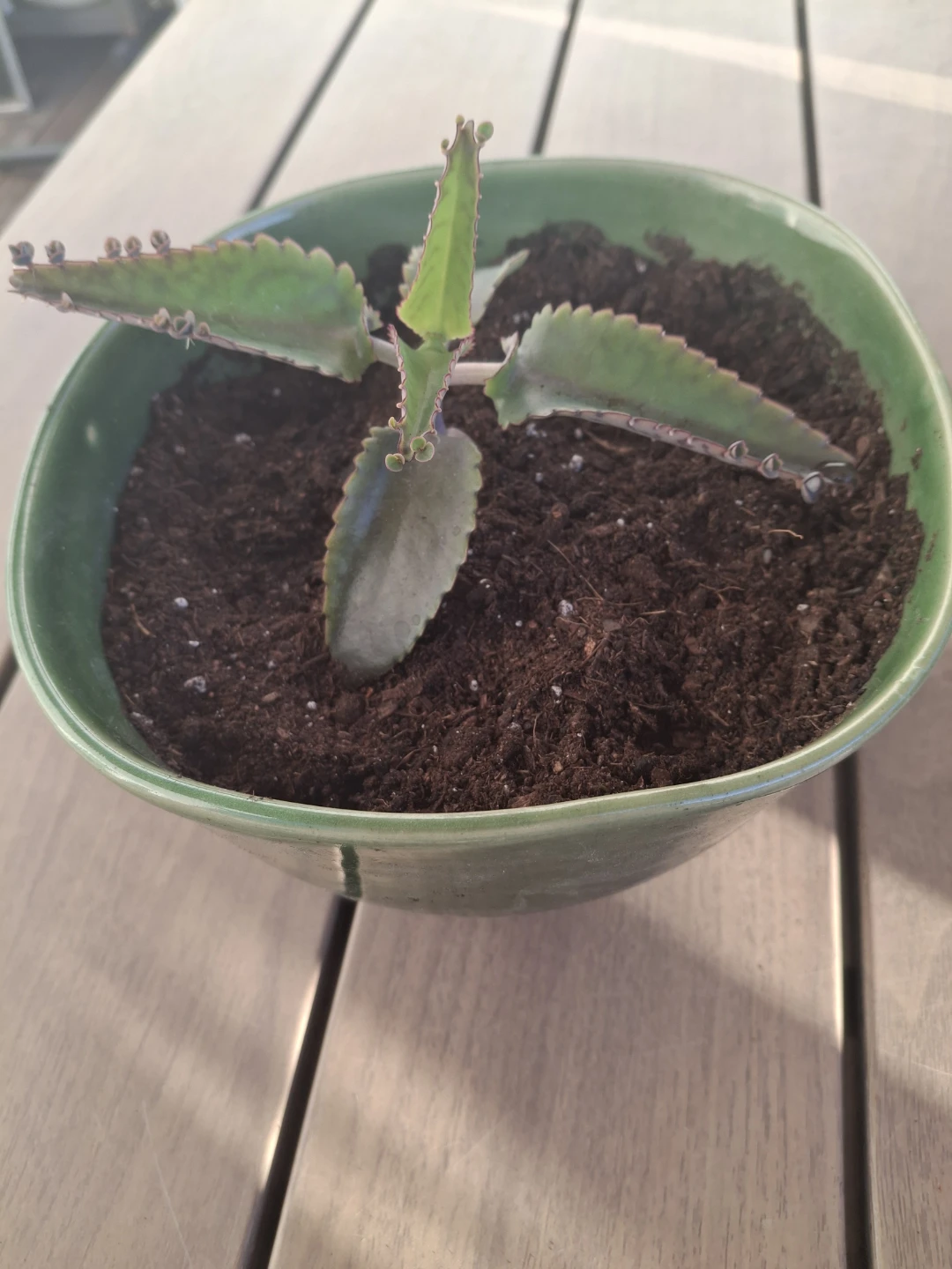 Mother of Thousands Plant in Green Bowl