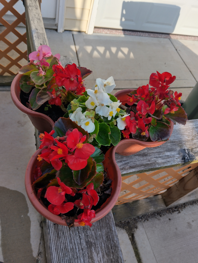 Begonia Flowers in Pot
