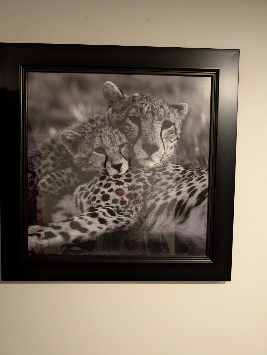 Framed Cheetah Mother and Cub Photo