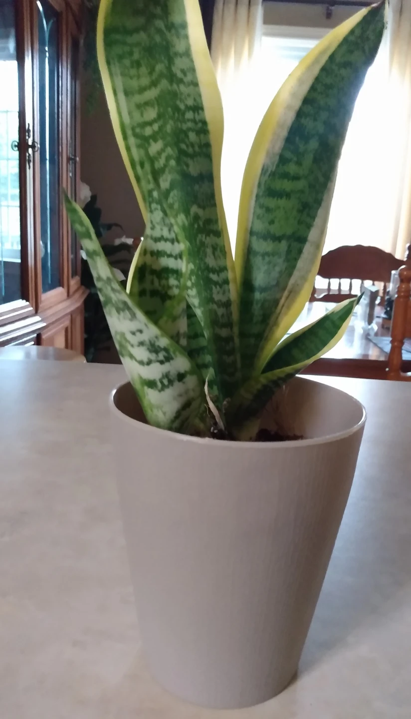 Live indoor Sansevieria Plant in Pot