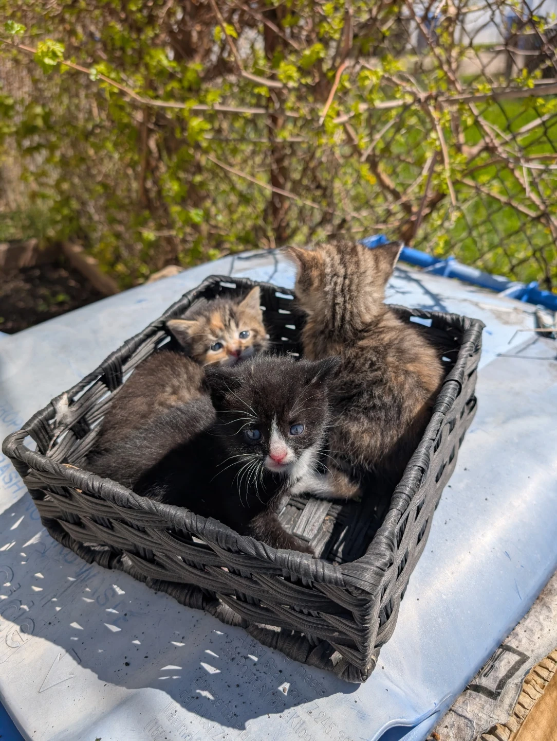 Cute kittens in need of a loving home