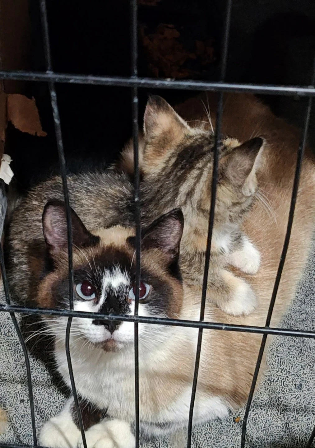 Cute kittens in need of a loving home - photo 3