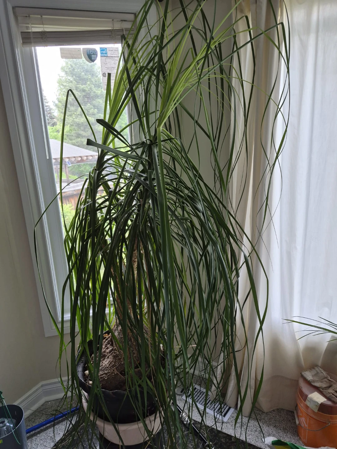 Ponytail Palm Plant