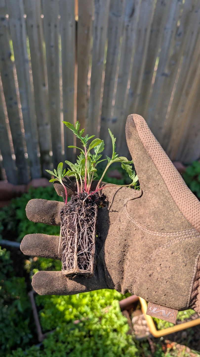 Spotted Bee Balm Plugs (Native) - photo 2