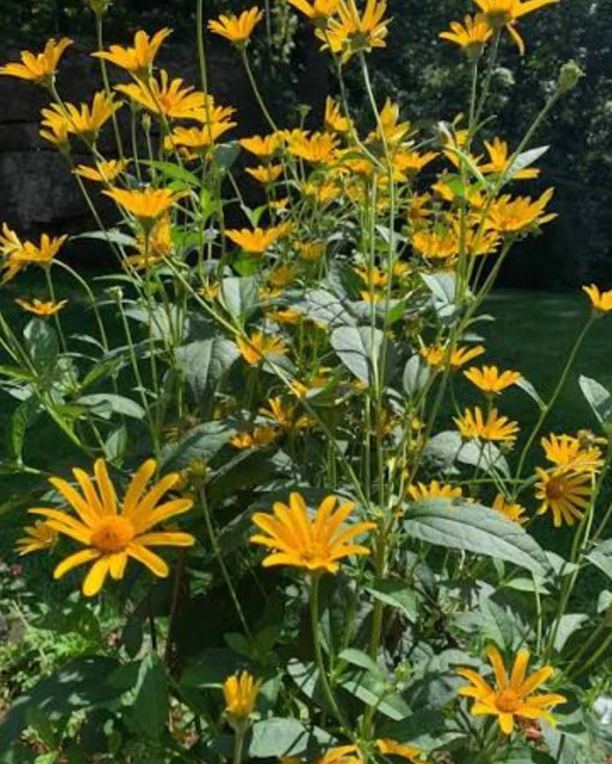 Native False Sunflower Perennials  ⚽ - photo 4