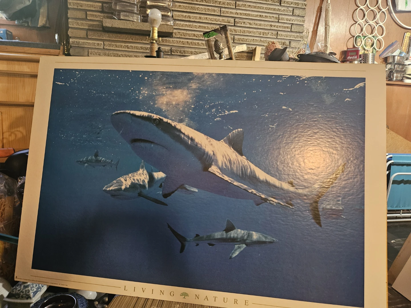 Living Nature Sharks Poster - photo 2