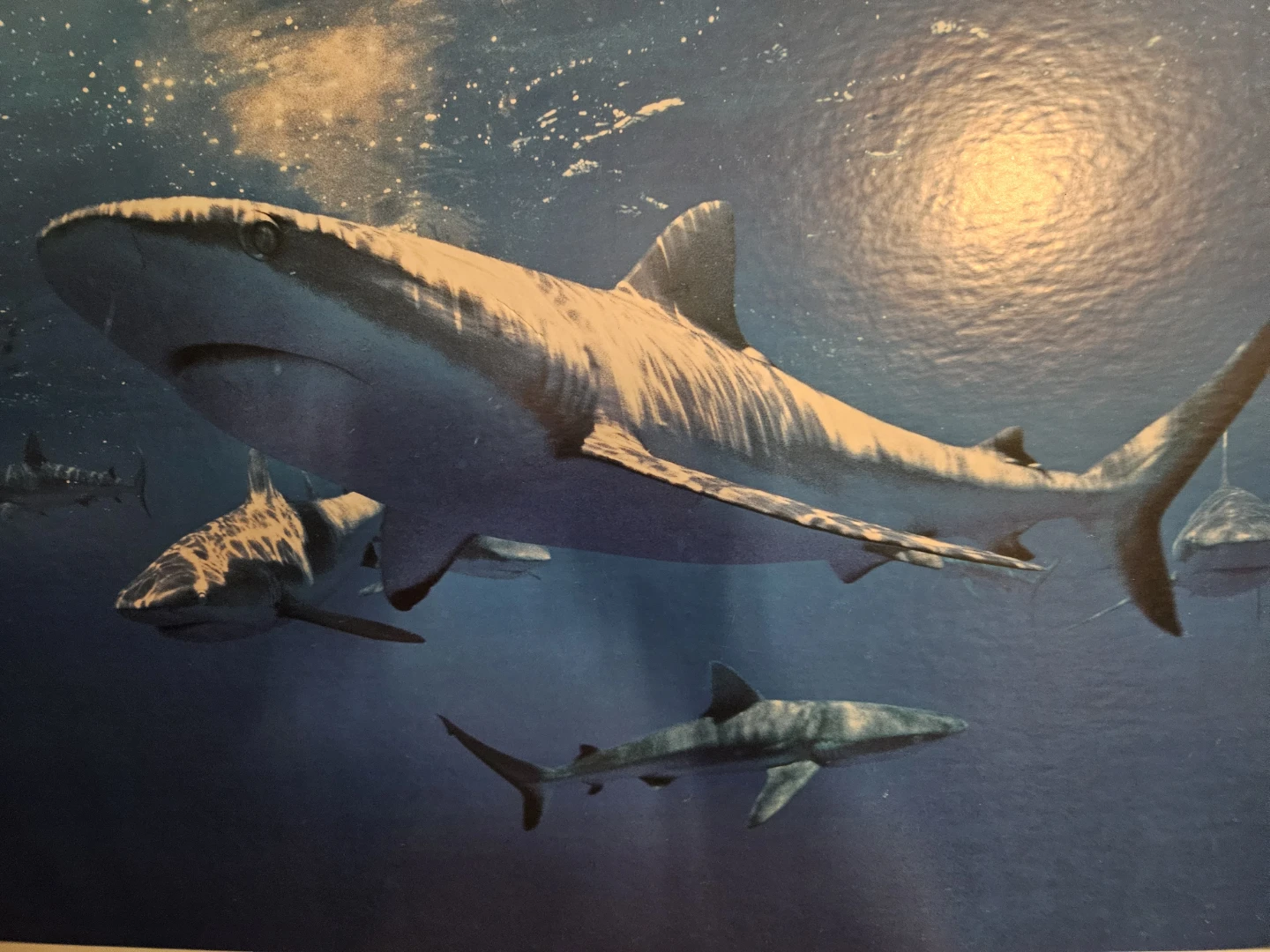 Living Nature Sharks Poster - photo 4