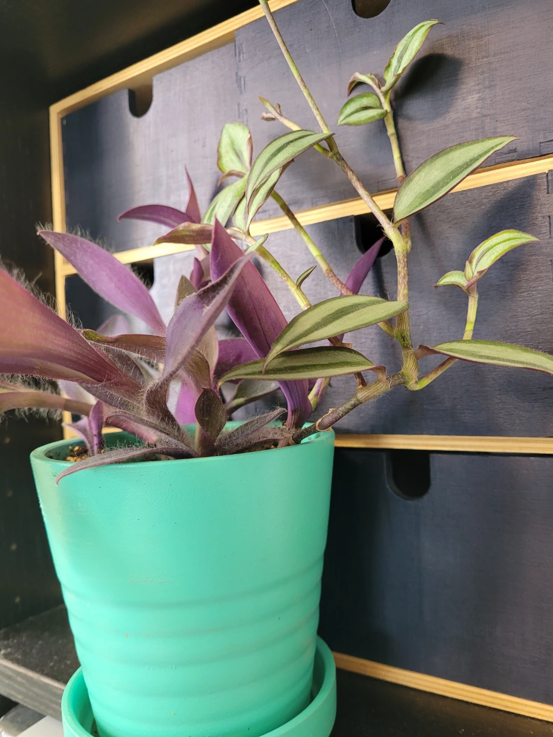 ⚽️ Purple Heart and Zebrina Wandering Plant - photo 2