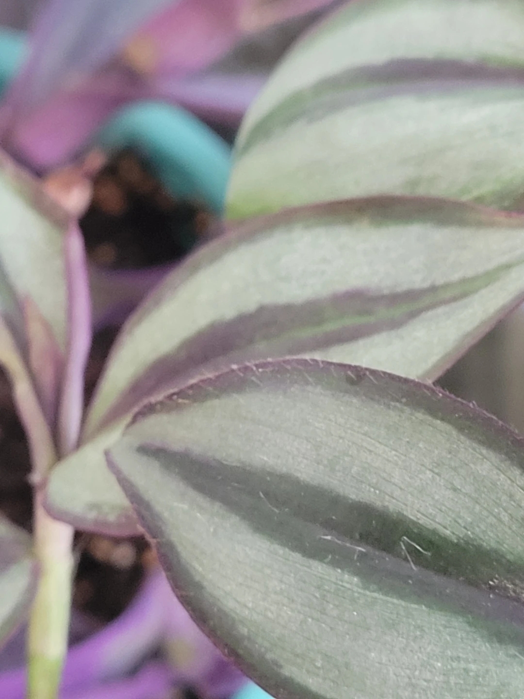 ⚽️ Purple Heart and Zebrina Wandering Plant - photo 4