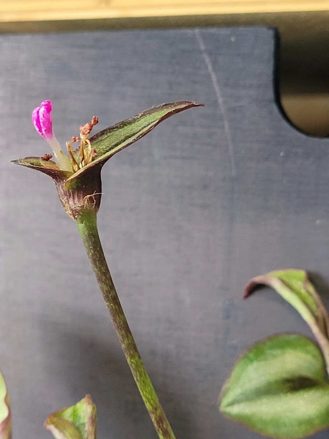 ⚽️ Purple Heart and Zebrina Wandering Plant - photo 5
