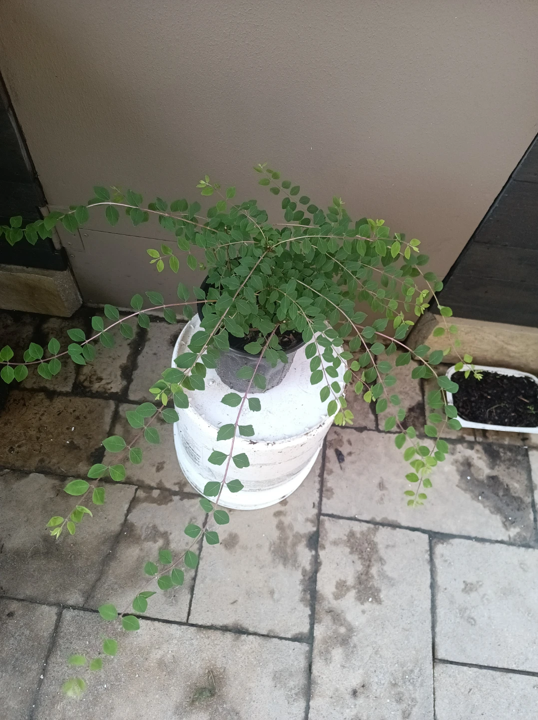Creeping Jenny
