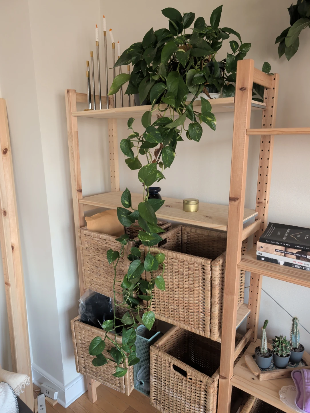 Pothos Plant - photo 2