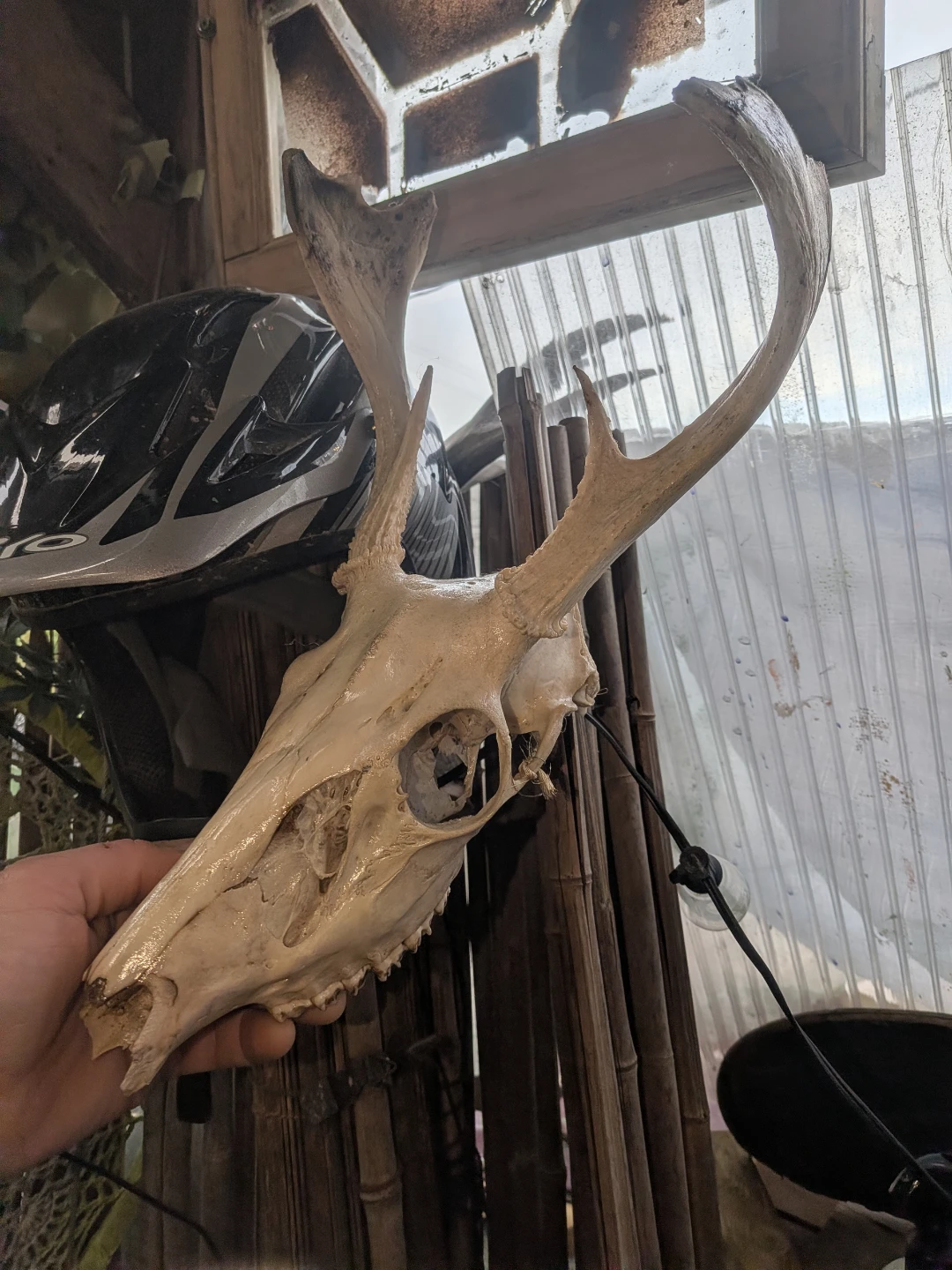 Deer Antler Skull Decor , tools , fall protection