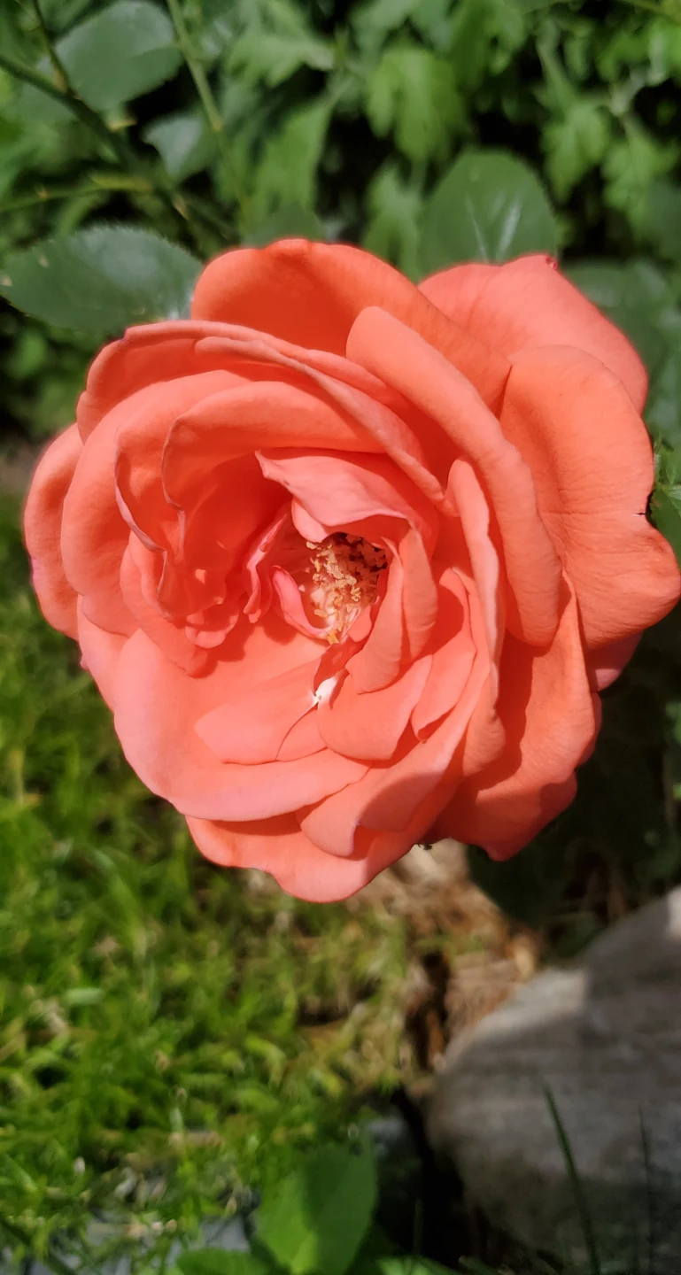 Tropicana - Hybrid Tea - photo 3