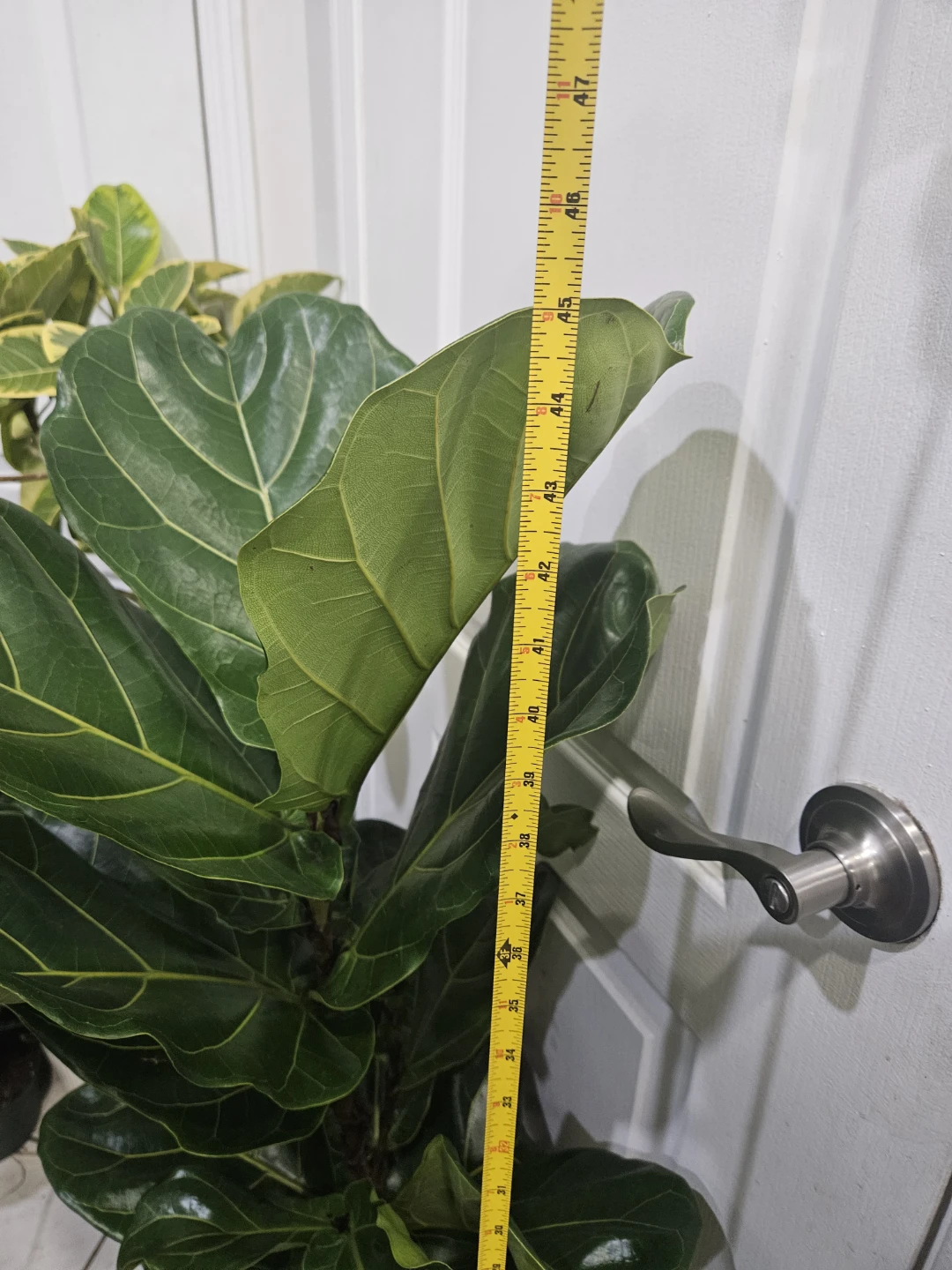 Fiddle Leaf Fig Plant - photo 3