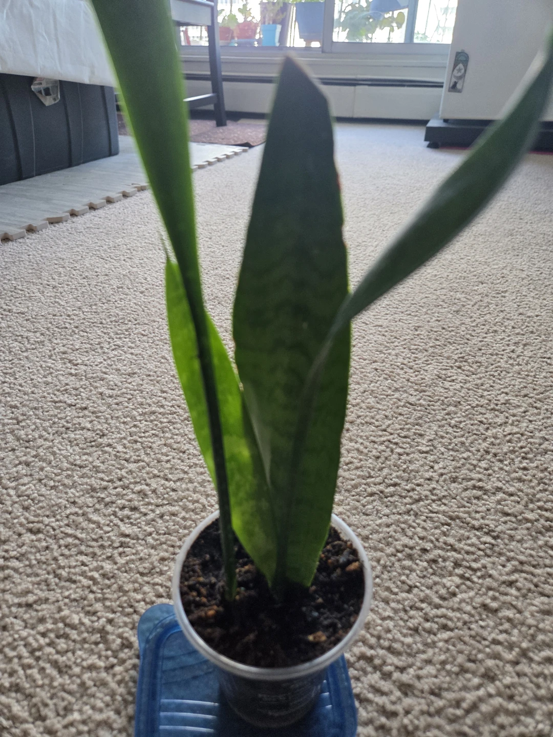 Snake Plant