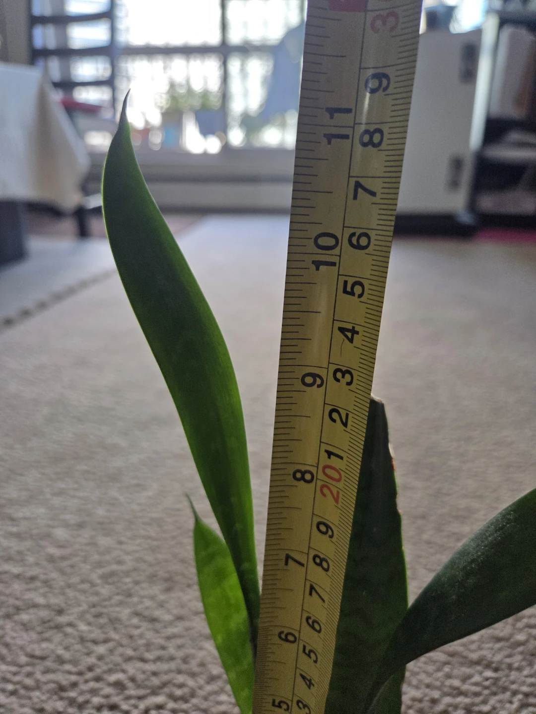 Snake Plant - photo 3