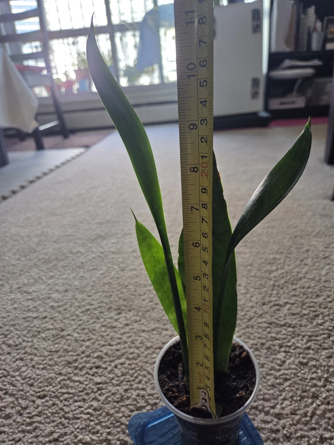 Snake Plant - photo 4