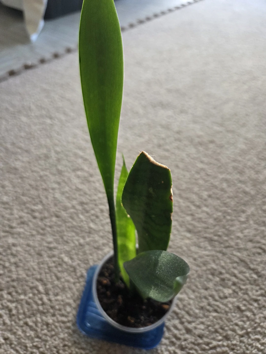 Snake Plant - photo 5