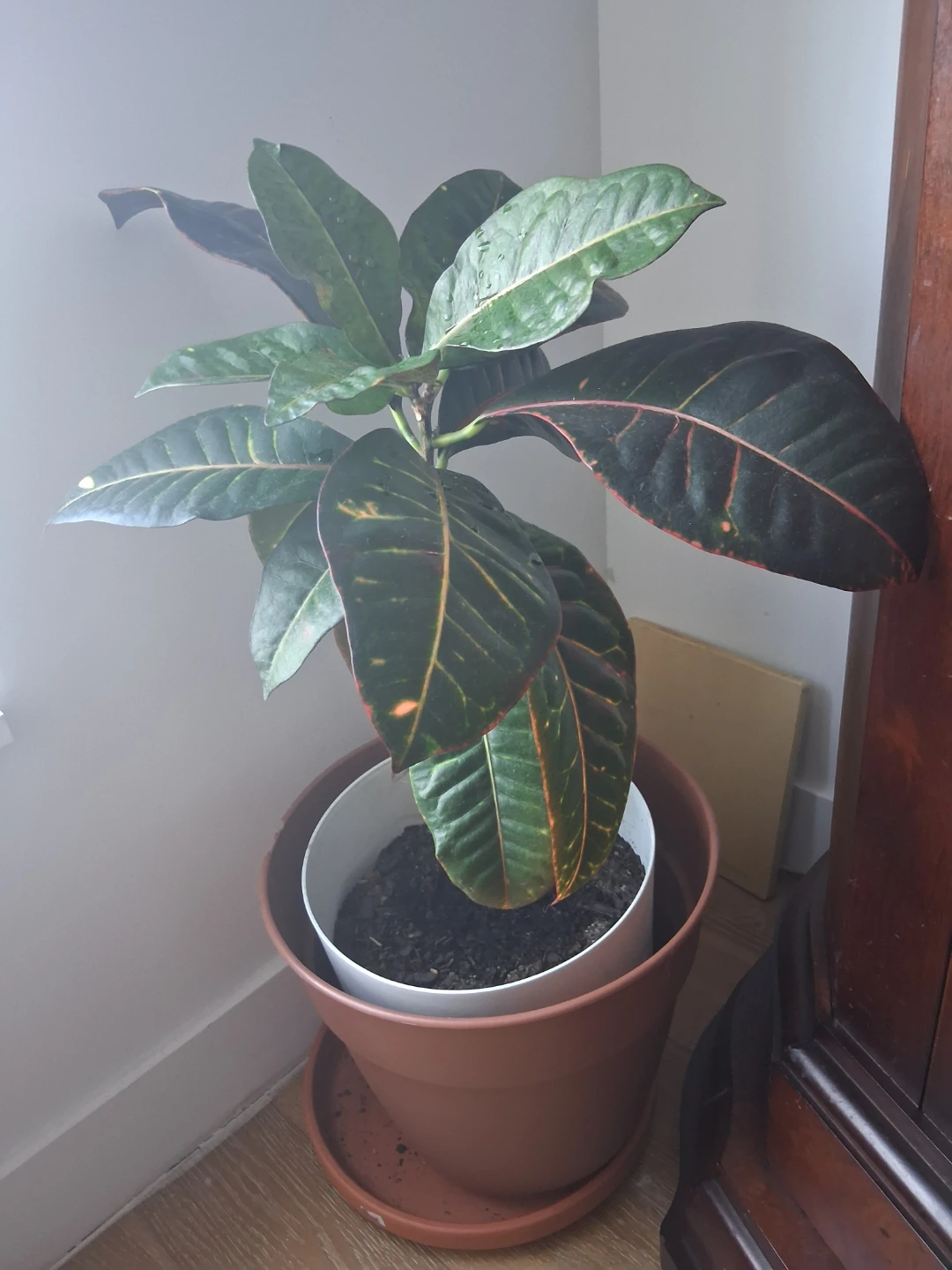 Croton Plant