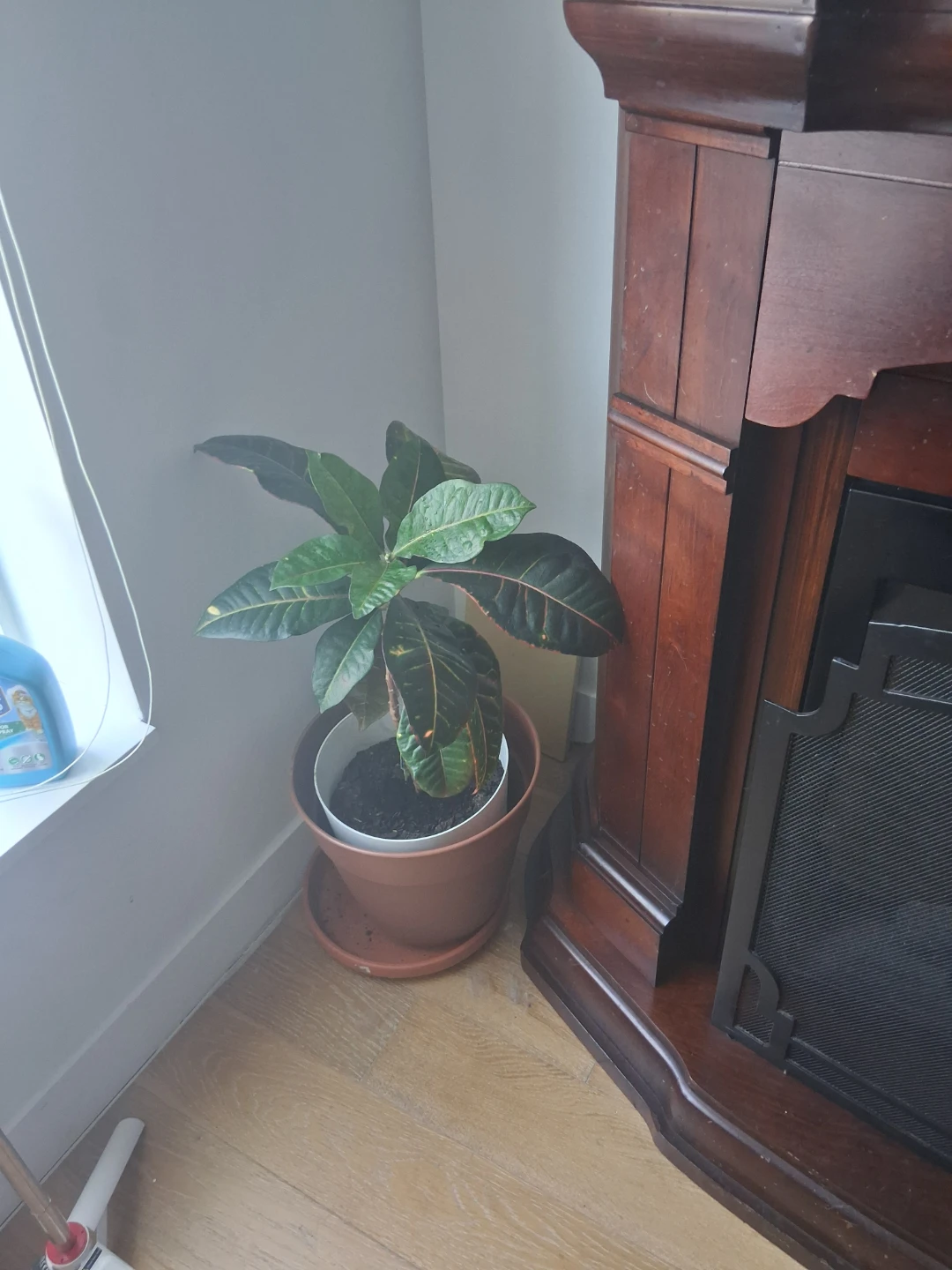 Croton Plant - photo 2