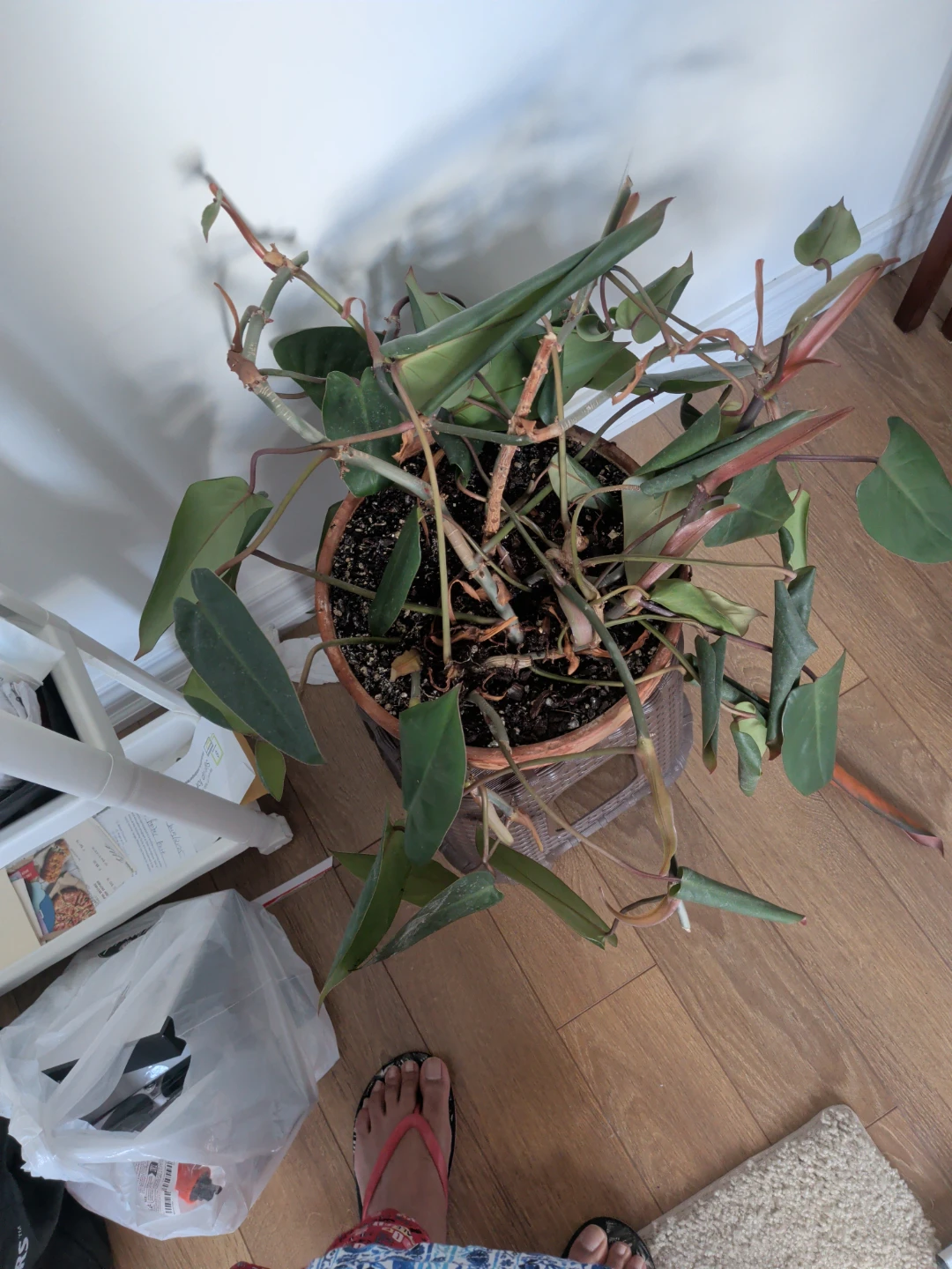 Potted pink princess Philodendron Plant - photo 2