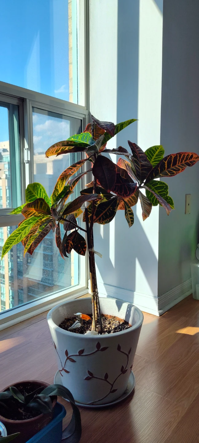 Croton Plant in Decorative Pot - photo 2