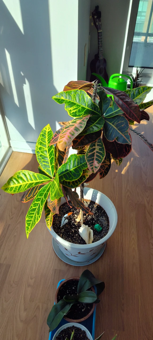 Croton Plant in Decorative Pot - photo 3
