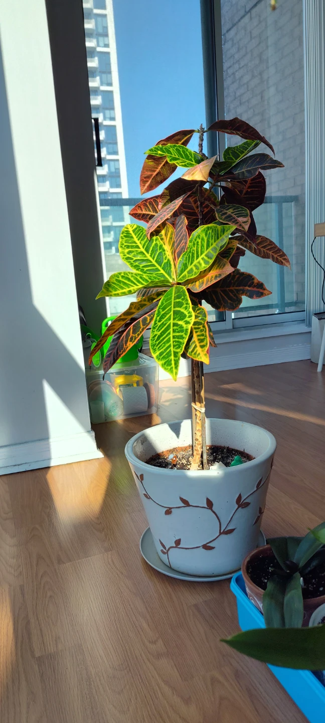 Croton Plant in Decorative Pot