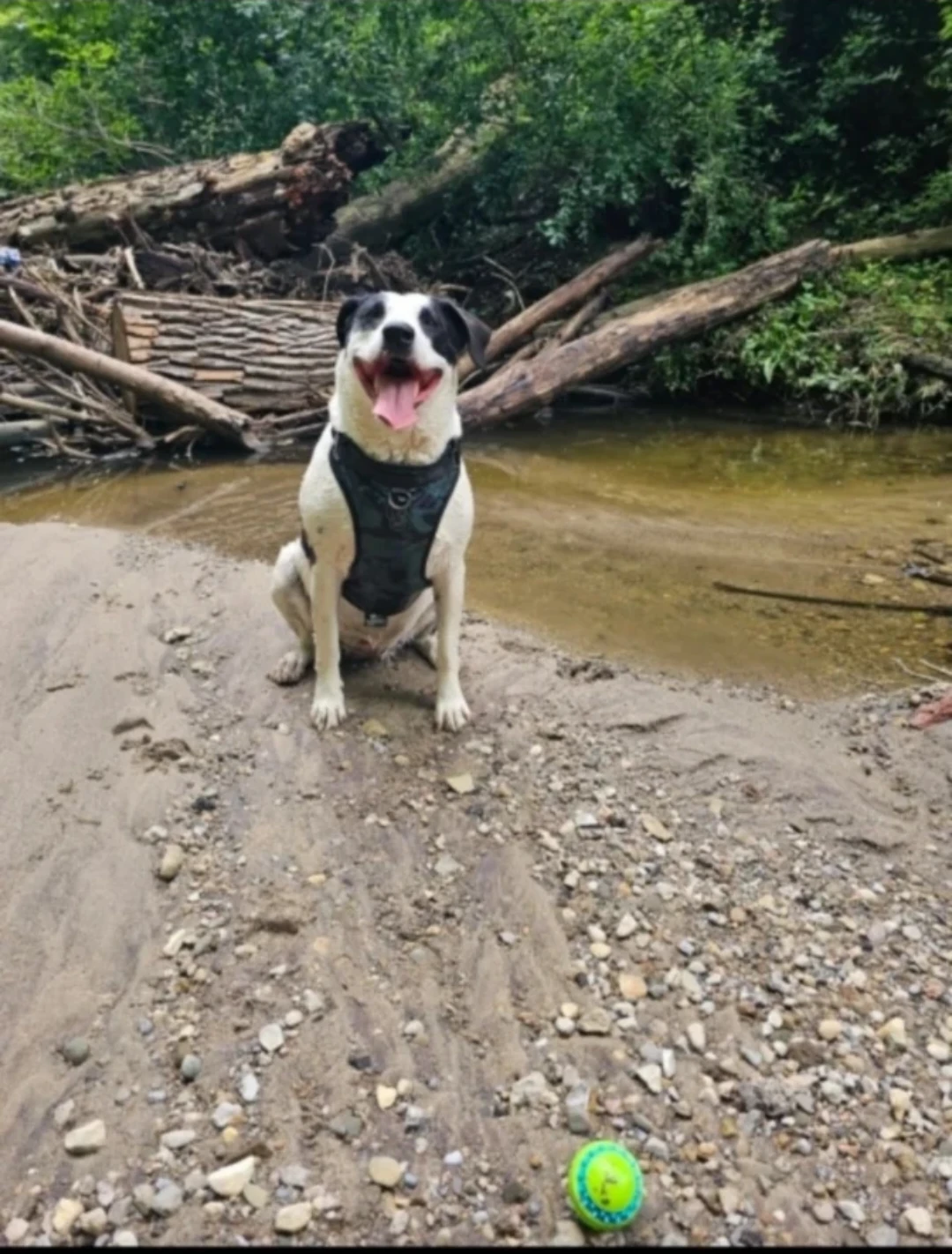 Reliable Dog Walking in Toronto - photo 2