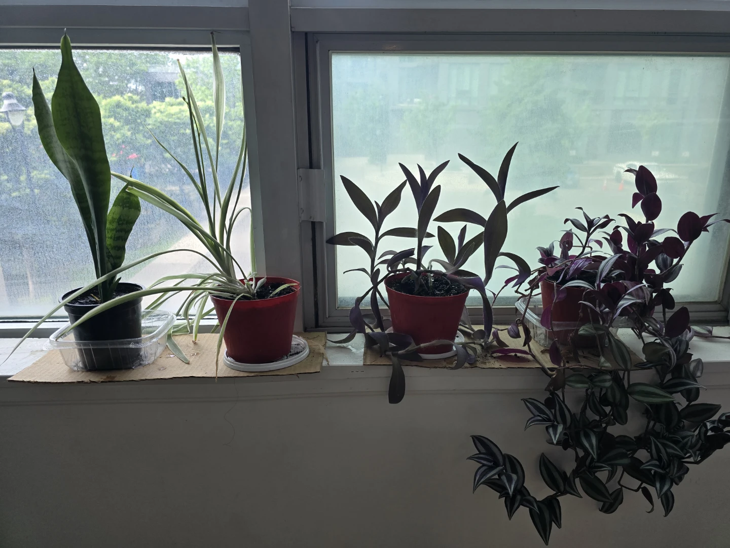 Plants - Moving Sale - Snake, Spider, Purple Heart, Silver Inch