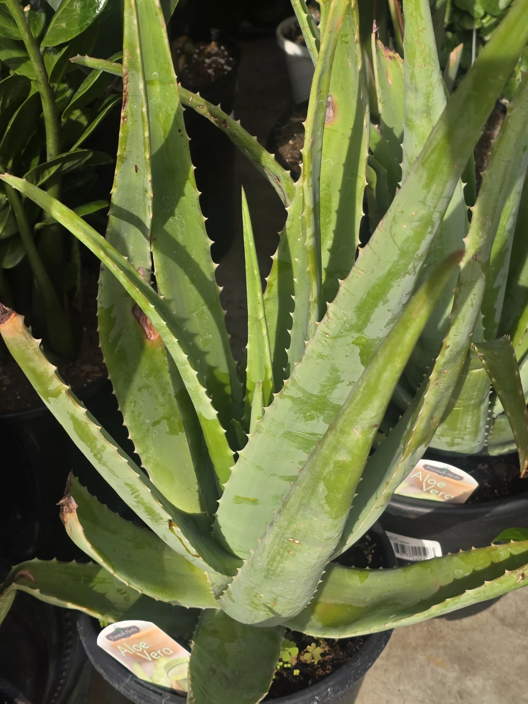 Aloe Vera Plant 10"pot  extra large ⚽