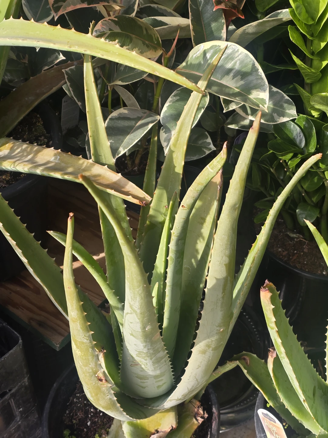 Aloe Vera Plant 10"pot  extra large ⚽ - photo 3
