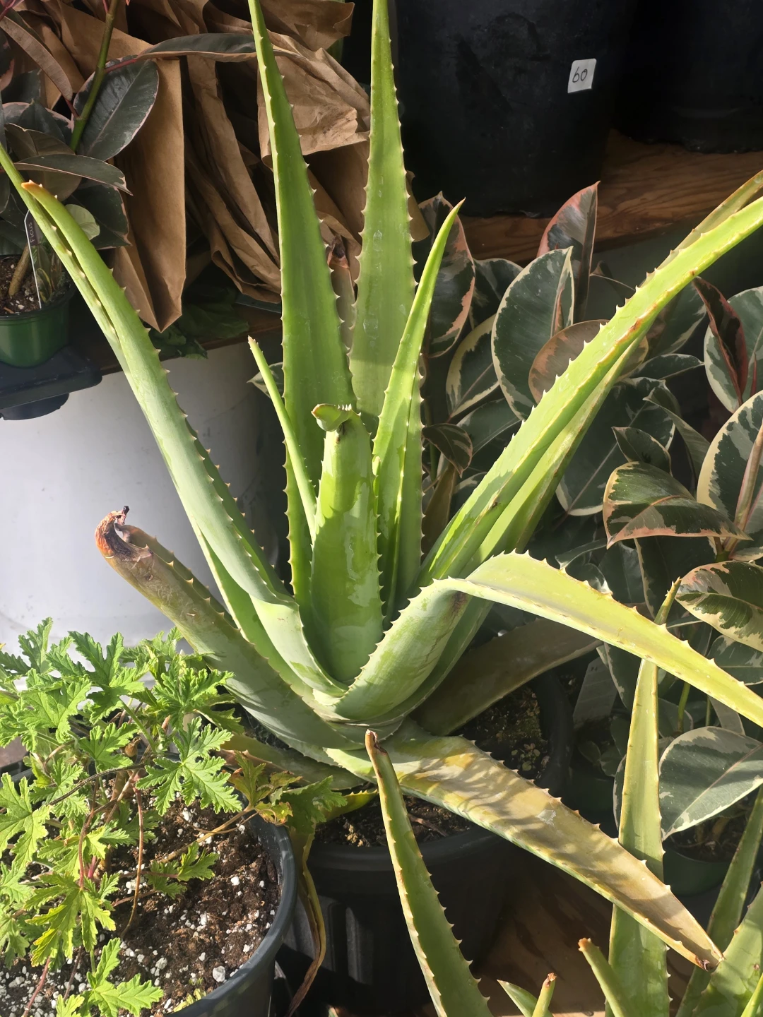 Aloe Vera Plant 10"pot  extra large ⚽ - photo 4
