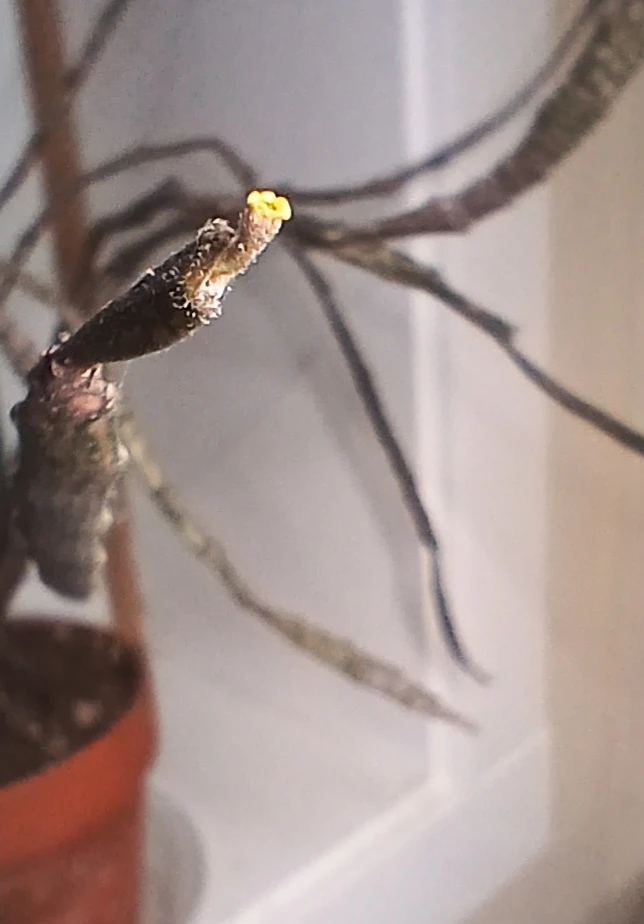 Rare Dead Stick Plant (Euphorbia platyclada) - photo 3