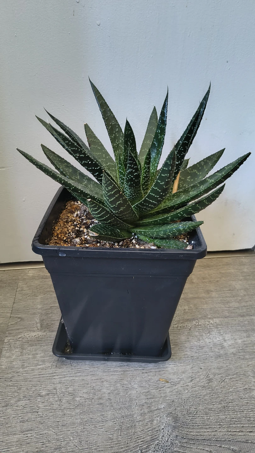 Haworthia Plant in Black Pot $30