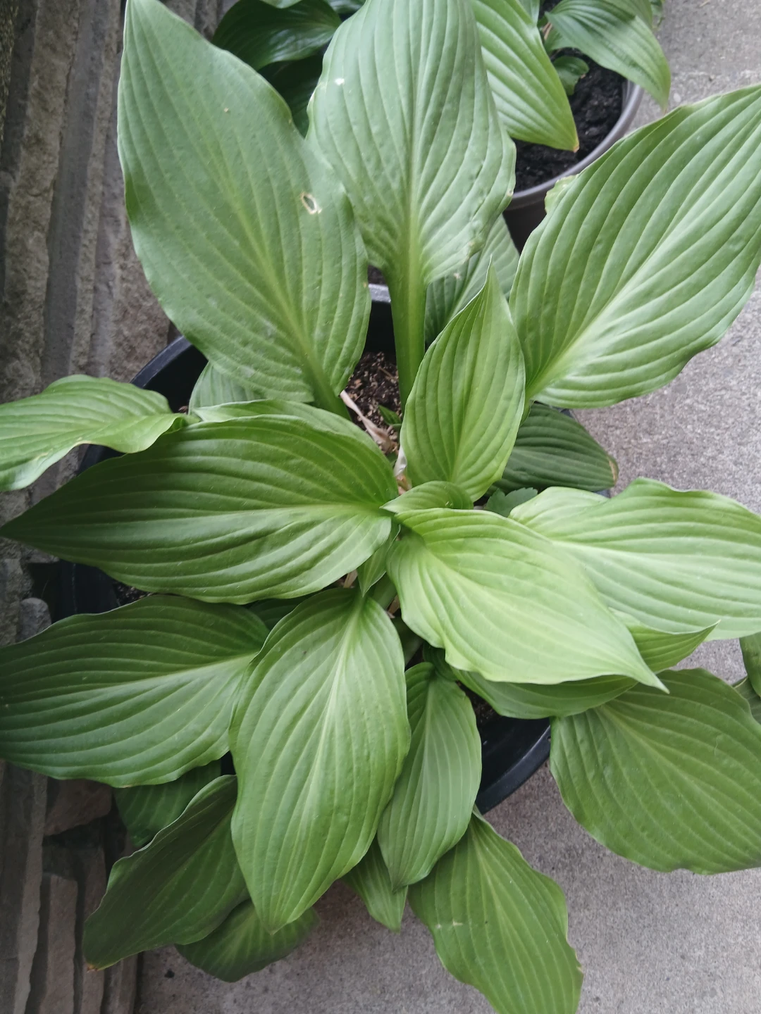 Large Potted Hosta Plant - photo 2