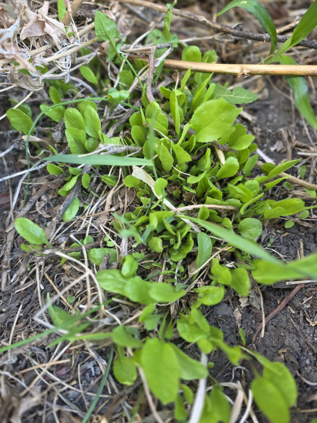 Perennials sale
