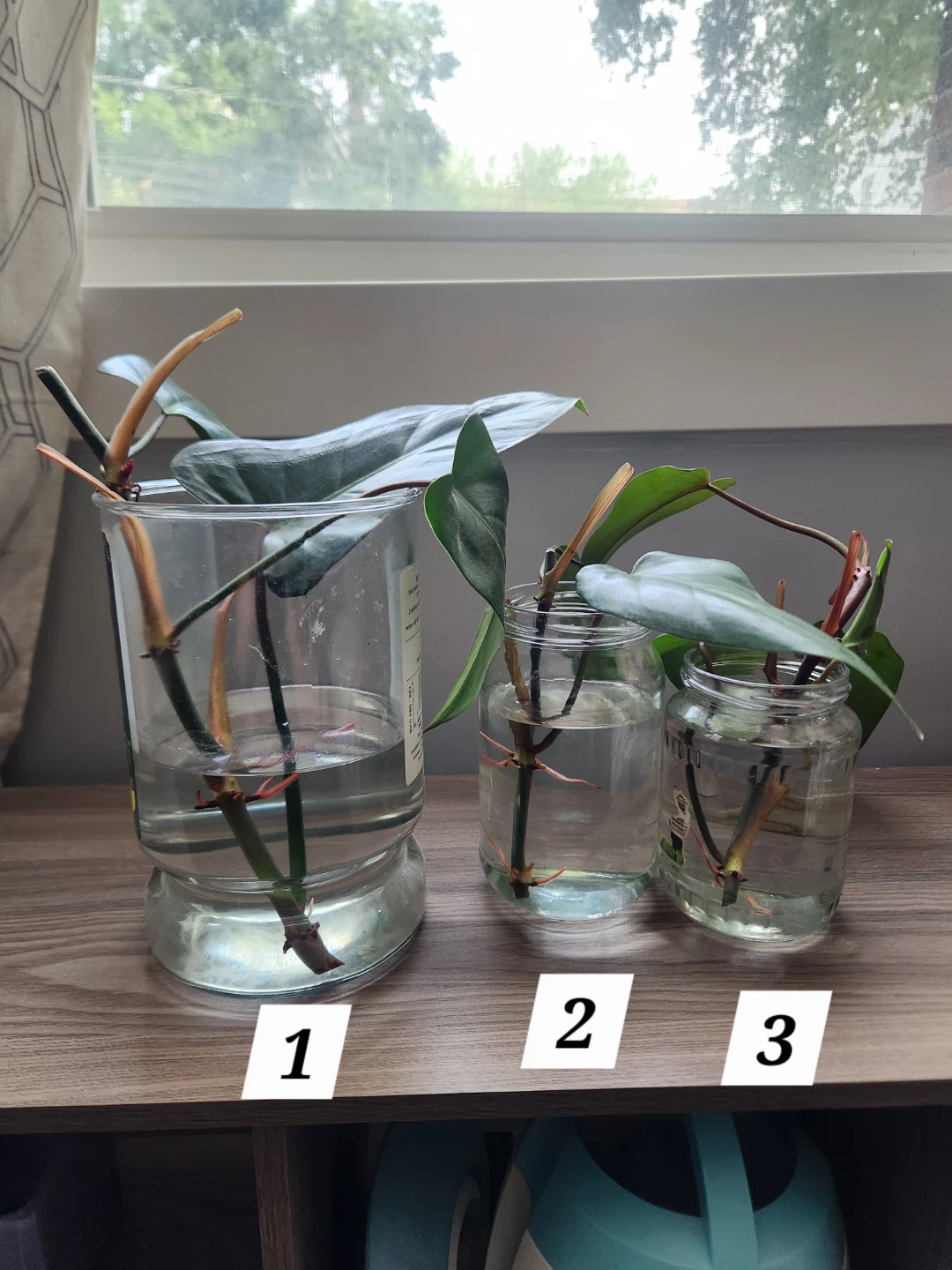 Emerald Red Philodendron Cuttings in Water - photo 2