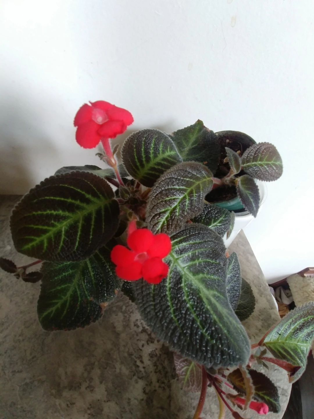 ⚽ Flame Violet with Flowers in Bloom