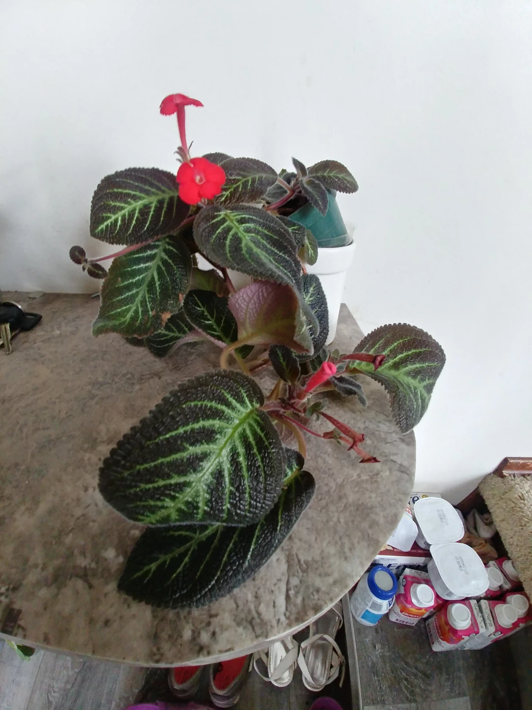 ⚽ Flame Violet with Flowers in Bloom - photo 2