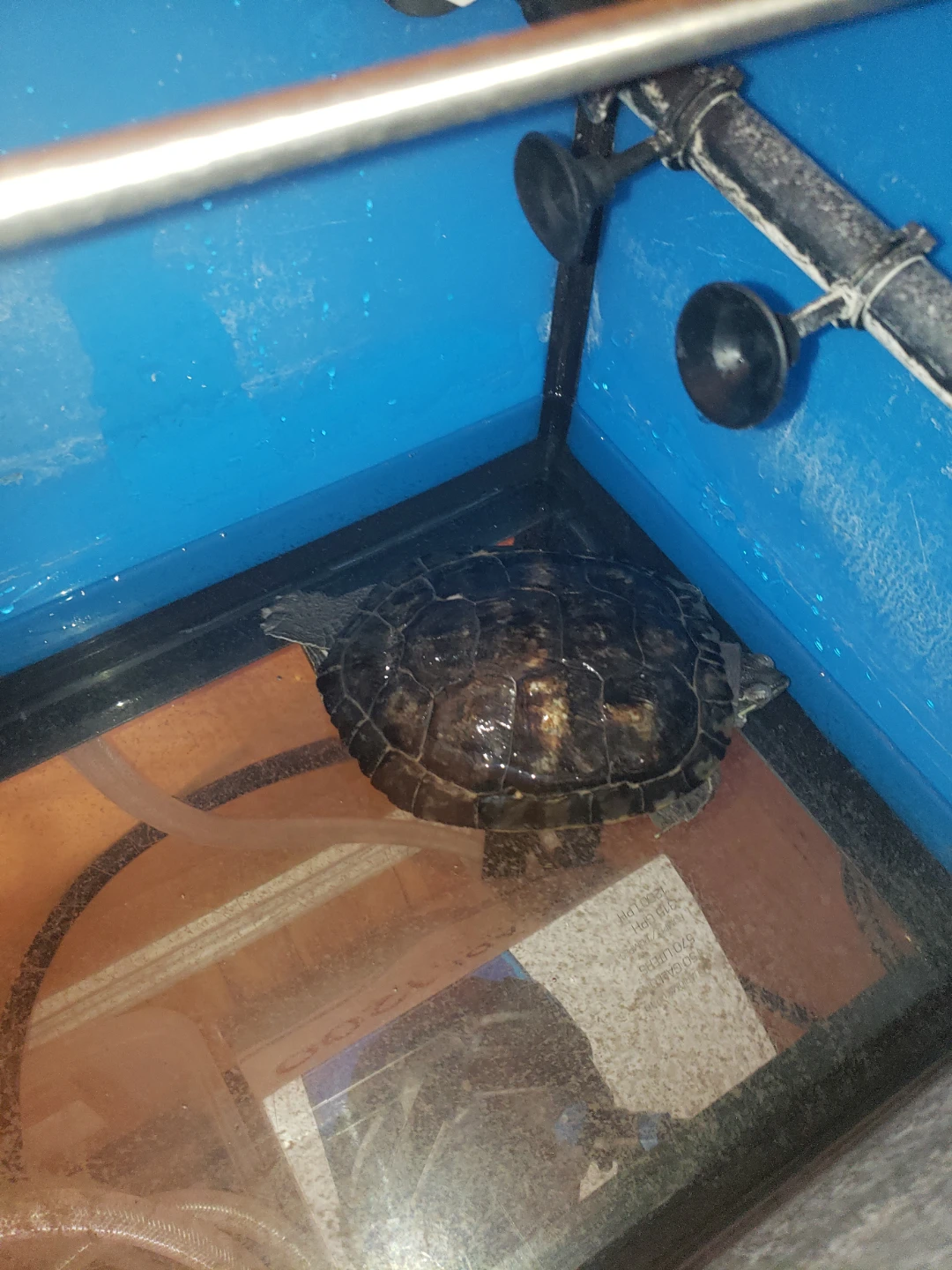 Large Aquarium with Turtle and Filter System - photo 2