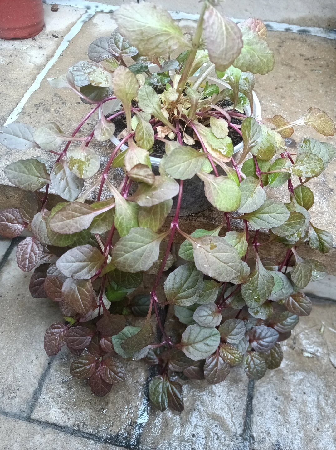 Trailing Plant in Pot
