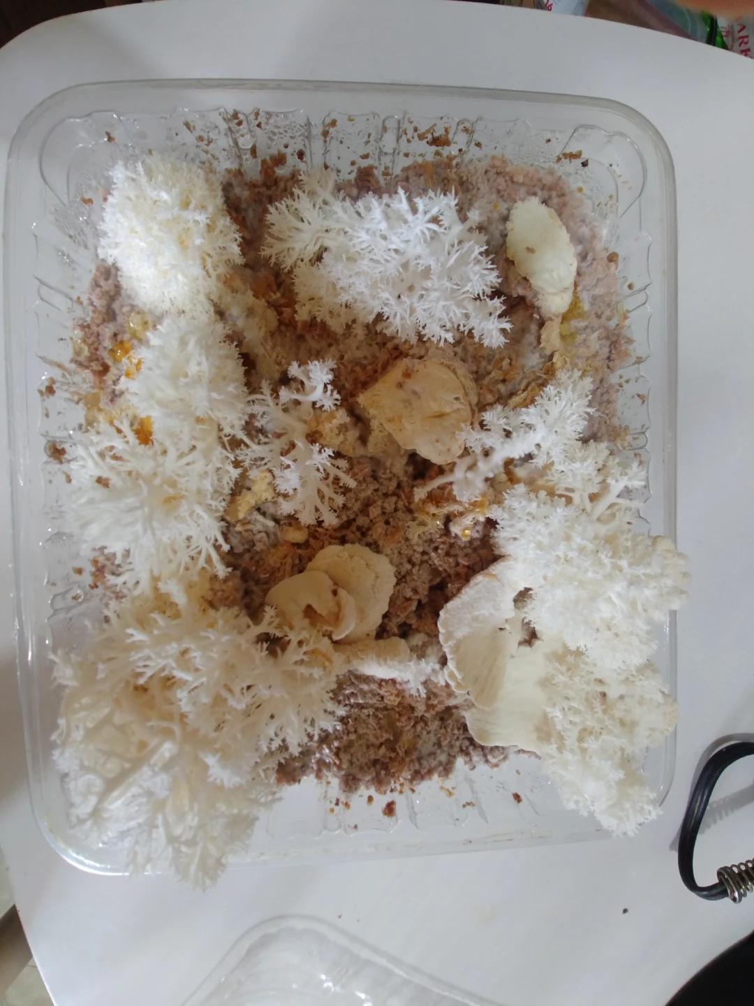 Lion's Mane Mushroom Grow Kit