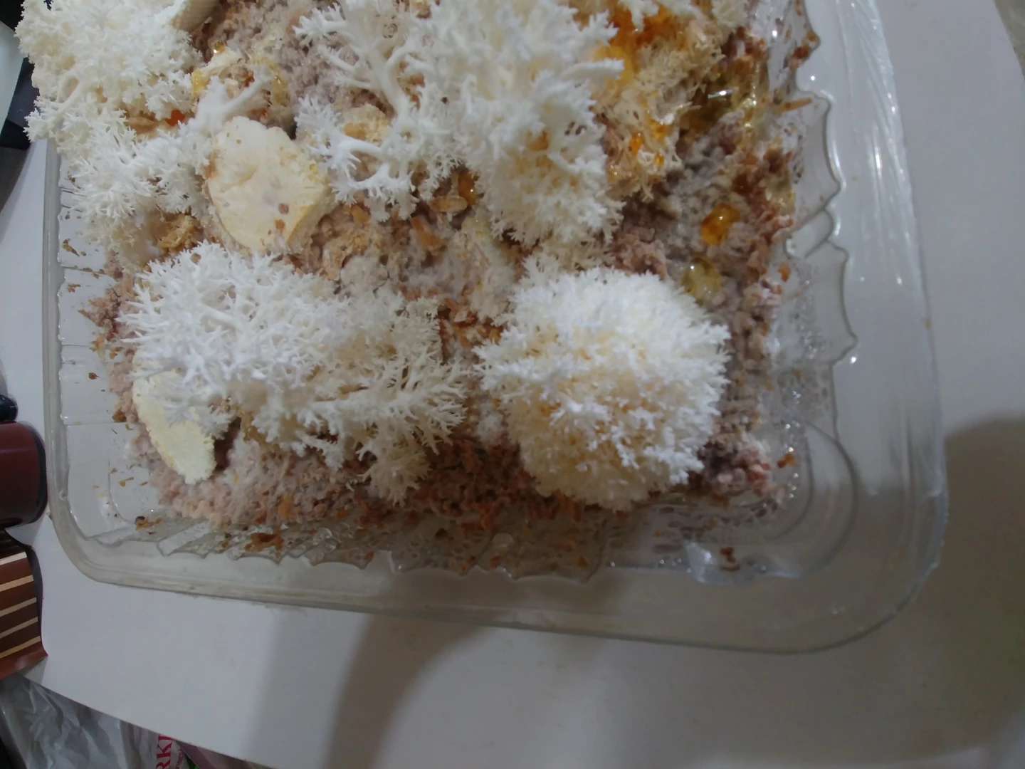 Lion's Mane Mushroom Grow Kit - photo 2