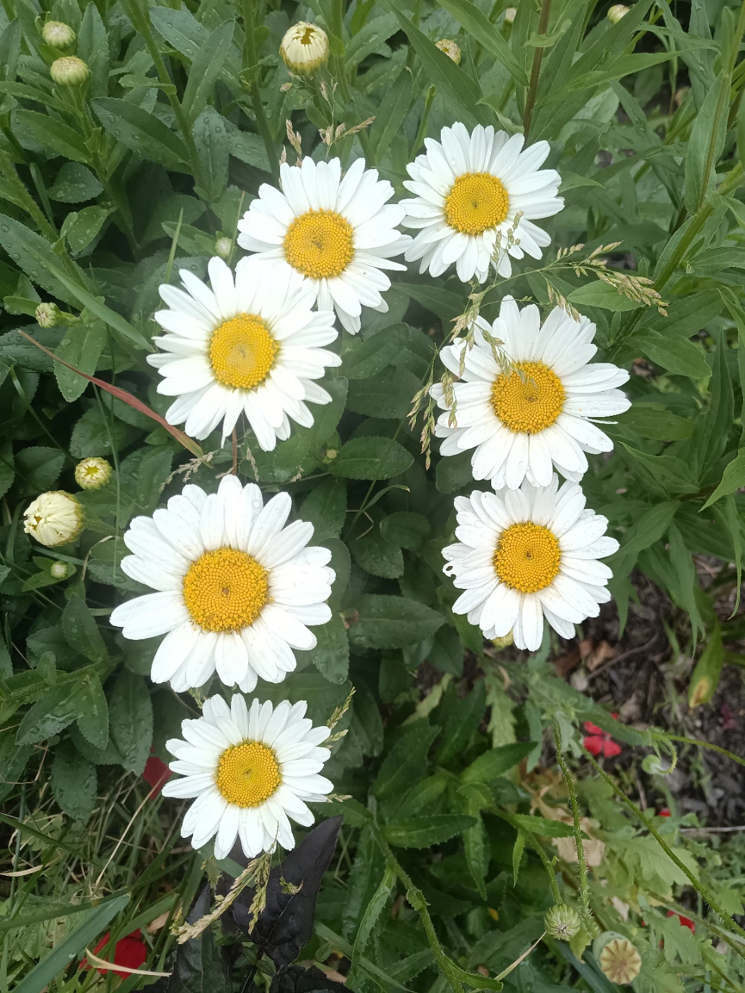 Daisy white plants