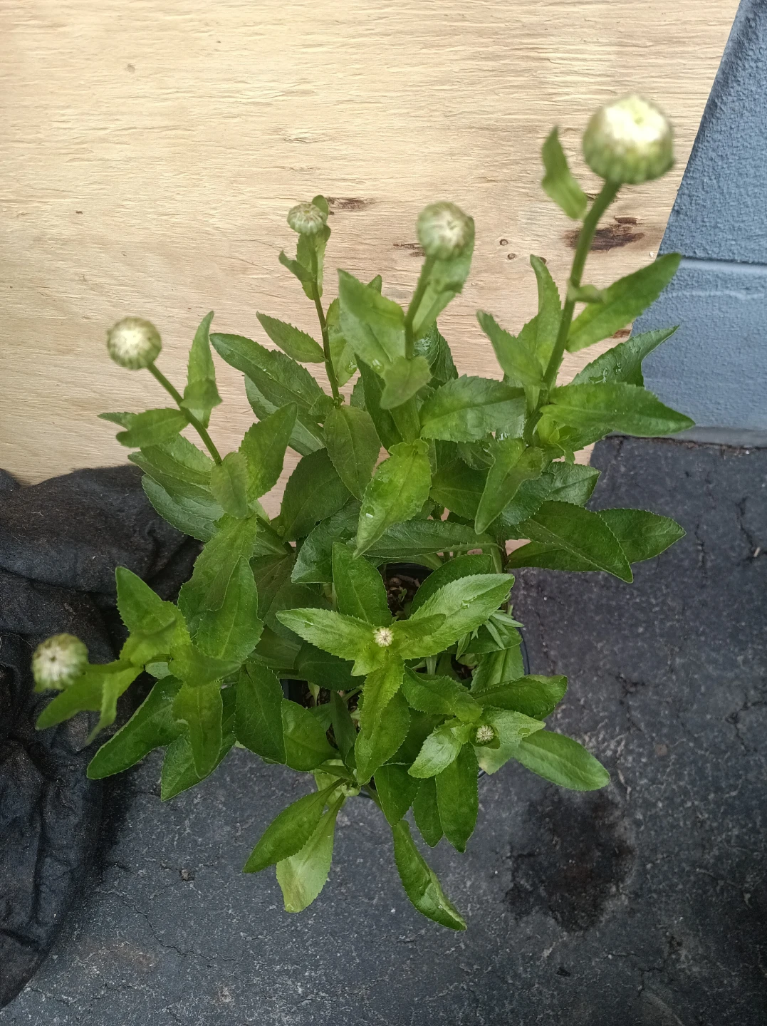 Daisy white plants - photo 2