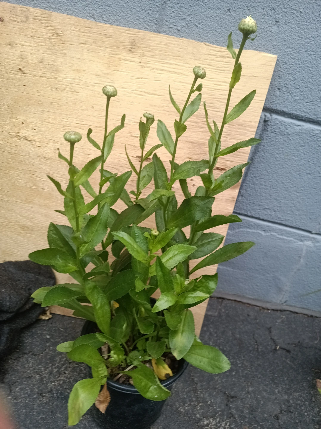 Daisy white plants - photo 3