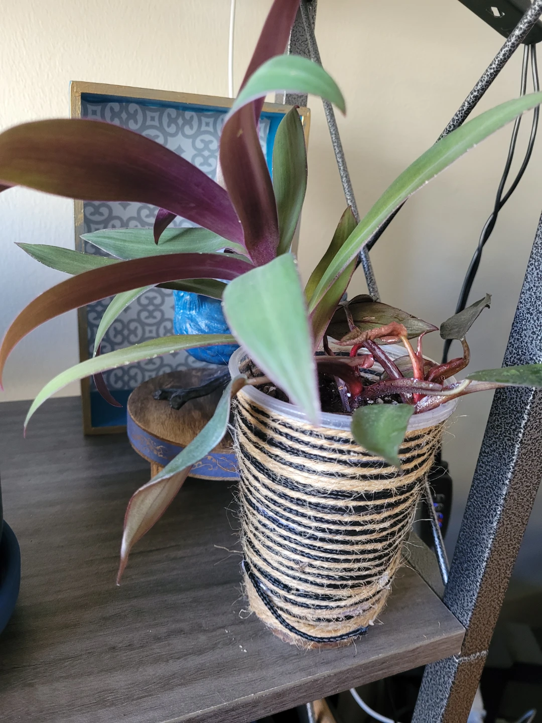Tradescantia Zebrina Plant